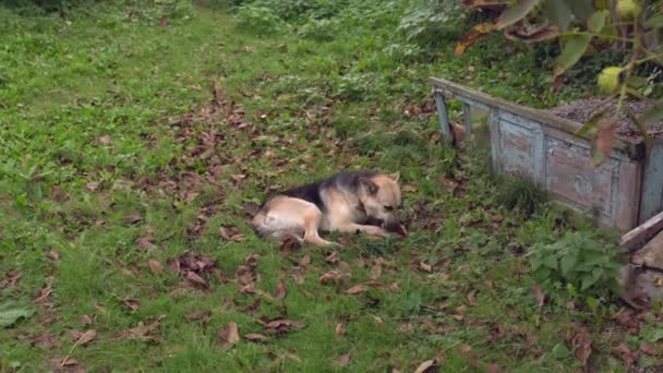 Szczęśliwy Pies Przeżuwającą Skórę Leżącą Trawie Zewnątrz Widok Przodu Szczeniaka — Wideo stockowe