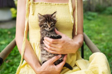 Mutlu bir kedi yavrusu, bir kadın tarafından sevilmekten hoşlanır. Güzel küçük bir kedi yavrusu sarı elbiseli bir kızın kollarında oturuyor.