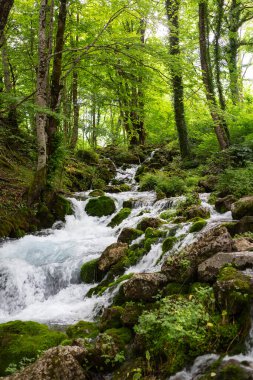 Ormanın ortasında güzel bir şelale. Akan su ve ağaçların arasında küçük bir göl. Güzel doğa ve rahatlama