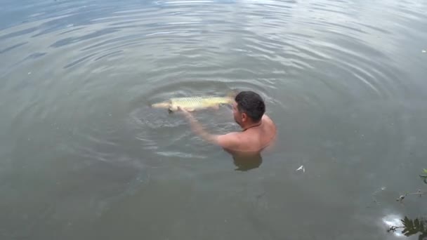 Fisherman Stands Water Holds Caught Carp Prepares Let Man Releases — Stock Video