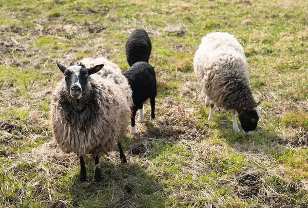 Three sheep, black and white, are grazing in a field with trees and bushes in the background. One sheep looks at the camera in surprise