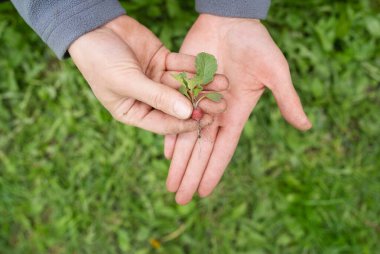 This image shows two hands holding a small radish. It symbolizes growth, ecology and care for nature