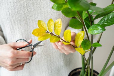 Görüntü, sağlıklı yeşil bir saksı bitkisinin sarı yapraklarını budayıp bitki bakımını destekleyen bir kızı gösteriyor.