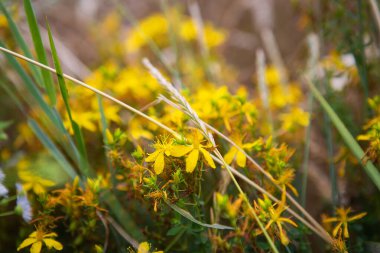 Güzel sarı St. John otları buğday tarlasının ortasında, yakın plan, tıbbi hasat