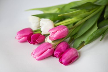 Beyaz arka planda pembe ve beyaz laleleri olan güzel bir bahar çiçeği. Tatiller için kartpostal