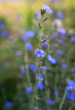 Yumuşak bir odak arka planına sahip hindiba çiçeğinin yakın çekimi, narin mavi yapraklarını ve doğal güzelliğini vahşi bir ortamda sergiliyor.