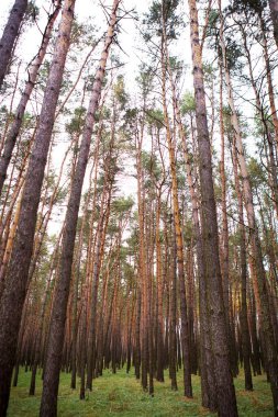 Sonbaharda güzel, sık çam ormanı.