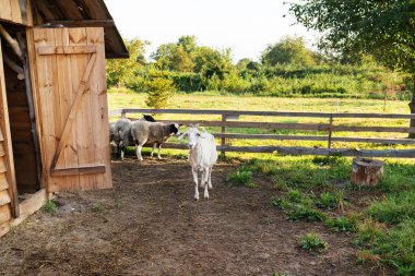 Beyaz bir keçi ve koyunun arka planda çimenli bir tarla olan ahşap bir barakanın yakınında olduğu huzurlu bir çiftlik sahnesi. Kırsal ve tarımsal konular için mükemmel.