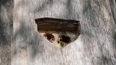 Ağaç kovanı içindeki yabani arı kovanına yakın çekim. Arılar kovandan girip çıkıyorlar..