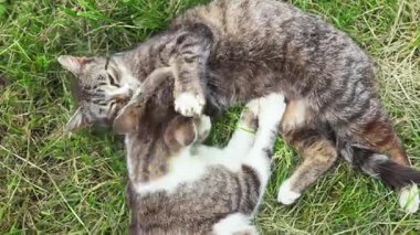 İki tekir kedi, yemyeşil bir çimenlikte neşe içinde güreşip birbirlerini tımar ediyorlar..