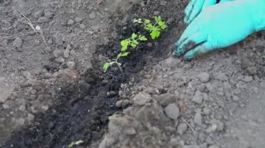 Eldivenli eller verimli toprağa küçük bir domates tohumu ekiyor, bahçe işleme sürecine yakın plan..