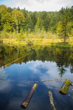 Ukrayna, Karpatlar 'daki yeşil bir ormanda ölü bir göl..