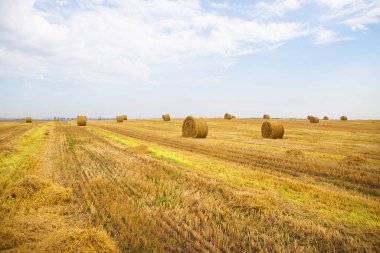 Altın sarısı buğday tarlası, beyaz bulutlu mavi gökyüzü.