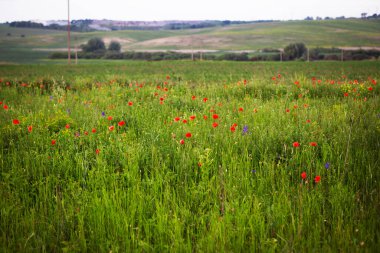 Kırmızı gelincikler bulutlu bir gökyüzünün altındaki yemyeşil bir alanda canlı bir şekilde çiçek açarlar..