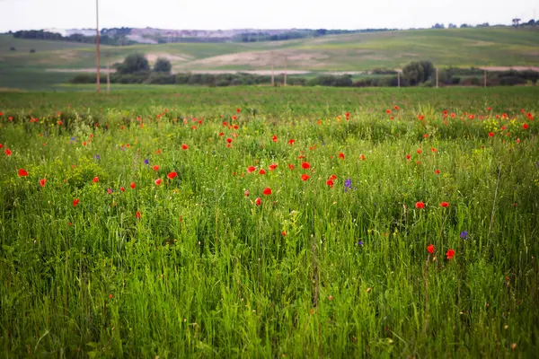 Kırmızı gelincikler bulutlu bir gökyüzünün altındaki yemyeşil bir alanda canlı bir şekilde çiçek açarlar..