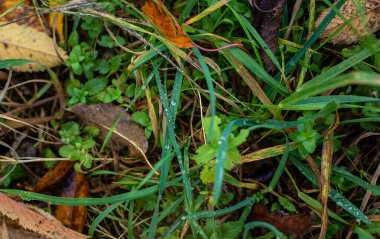 Çiyle kaplı çimenler ve düşen sonbahar yaprakları doğal ortamda güzel bir sonbahar manzarası yaratır..