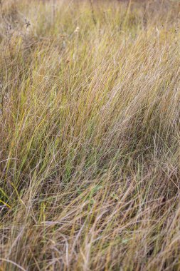Altın sonbahar otları rüzgarda hafifçe sallanarak sakin bir doğal manzara yaratır..