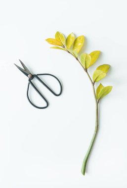 Beyaz arka planda sarı yapraklı yeşil bir dala yakın metal makas. Çiçek saksısının üzerindeki kuru ve sarı yaprakları buduyorum.