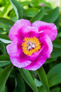Canlı pembe şakayık çiçekleri, sergilenir karmaşık merkezini ve narin taç yapraklarını yemyeşil bir yaprak zeminine karşı.