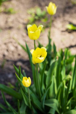 Üç canlı sarı lale ve daha küçük bir tomurcuk yemyeşil yaprakların arasında ışıl ışıl açar, neşeli bir bahar sahnesi yaratır..