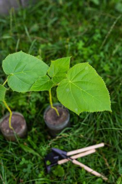 Genç paulownia fidanları saksılarda, yemyeşil bir bahçeye ekilmeye hazır.
