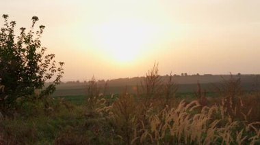 Yuvarlanan tarlaların ve kırsal alanların üzerinde gün batımı, kuru yabani otlar ve siluetli bir çalı boyunca görüldü. Sıcak akşam ışığı.