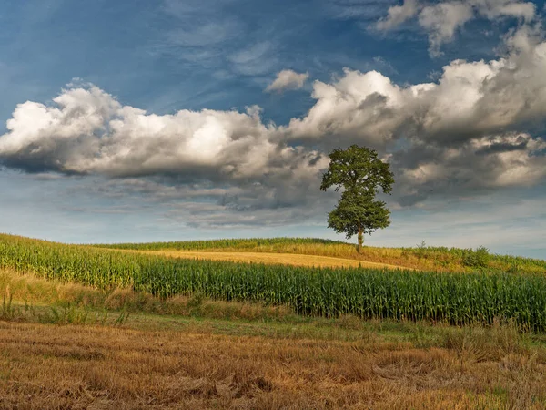 Lonely Tree Fields Backdrop Rolling Fields Quiet Summer Day — Stock Photo, Image