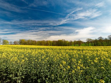 Bu resim, ufka doğru uzanan geniş bir sarı kolza tohumu tarlasını gösteriyor. Uzakta, parlak mavi gökyüzünün altında yeşil ağaçlar var. İnce beyaz bulutlarla dolu, sakin bir kırsal manzara yaratıyor..