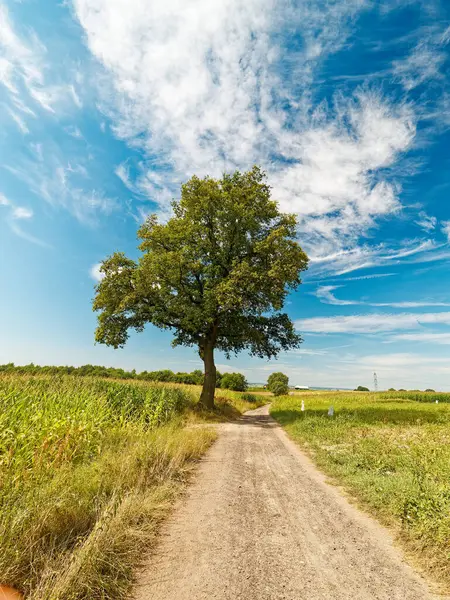 Fotoğraf, yeşil tarlalarla çevrili kırsal bir araziyi kesen bir toprak yolu gösteriyor. Yalnız bir ağaç belirgin bir şekilde yolun kenarında duruyor, parlak mavi bir gökyüzünün altında ince beyaz bulutlarla dolu..
