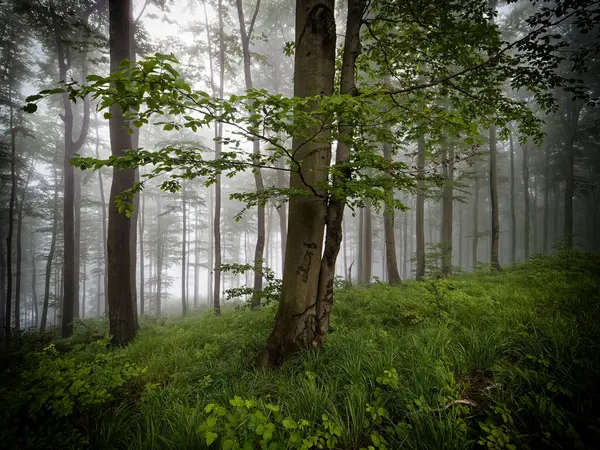 Yoğun bir sis, yemyeşil bir ormanda yuvarlanıyor. Uzun ağaçlar uzun ve gururlu, yaprakları nemden parıldıyor. Orman zemini yosun ve eğreltiotlarından oluşan kalın bir halıyla kaplıdır..