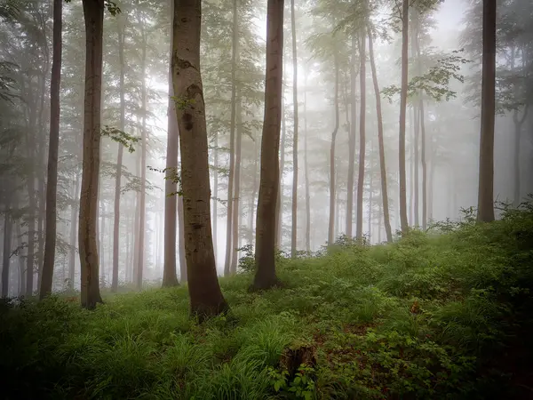 Sis kaplı bir orman ruhani bir atmosfer yaratır. Güneş ışığı gölgeliklerden süzülür, ağaçları ve çalılıkları aydınlatır. Hava kuş sesleri ve nemli toprağın kokusuyla dolu..