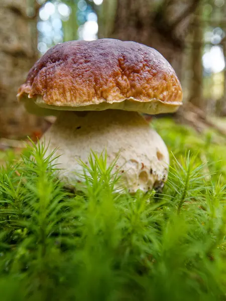 Fotoğraf, ormanda büyük bir mantarın, muhtemelen bir porcini 'nin yakın çekimini çeker. Mantarın kapağına ve kalın gövdesine odaklanarak çevresini çevreleyen canlı yeşil yosunlarla doğal bir manzara yaratıyor..