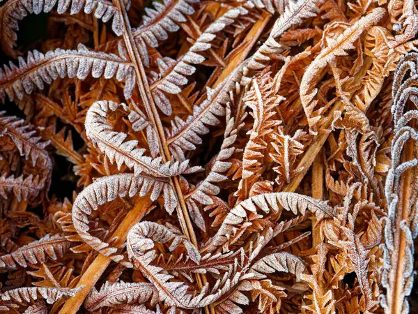 Fotoğraf, buzla kaplı eğreltiotu yapraklarının yakın çekimini yakalıyor. Yaprakların karmaşık desenleri buz tabakasıyla vurgulanır. Sıcak kahverengi tonlar ve soğuk beyaz don..