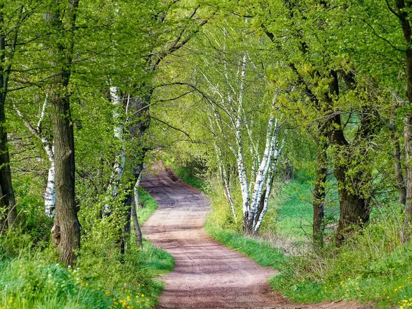 Kıvrımlı bir toprak yol baharda yemyeşil bir ormanın içinden geçer. Taze yapraklar ve çiçek açan doğa bahar güneşinde parlayan huş ağaçlarıyla dolu huzurlu ve hayat dolu bir sahne yaratır..