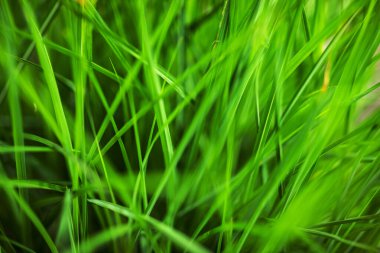 Natural green grass in garden