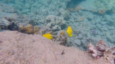 Tropical coral reefs, underwater life with colorful fishes in pacific ocean