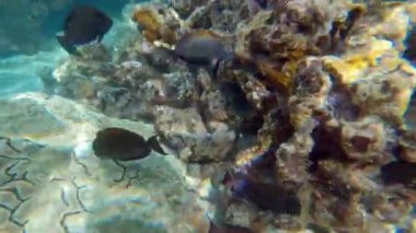 Tropical coral reefs, underwater life with colorful fishes in pacific ocean