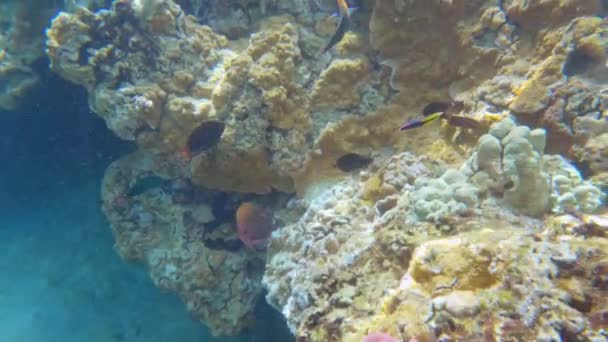 Тропічні Коралові Рифи Підводне Життя Барвистими Рибами Тихому Океані — стокове відео