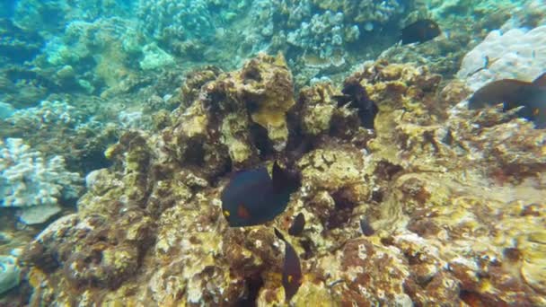 热带珊瑚礁 太平洋水底生物 有五彩斑斓的鱼类 — 图库视频影像