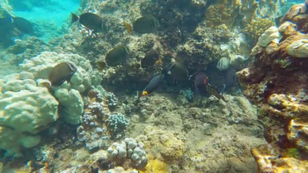热带珊瑚礁 太平洋水底生物 有五彩斑斓的鱼类 — 图库视频影像