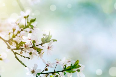 Spring blossom background with bokeh effect. Spring background.