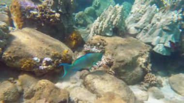 Tropical coral reefs, underwater life with colorful fishes in pacific ocean