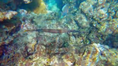 Tropical coral reefs, underwater life with colorful fishes in pacific ocean