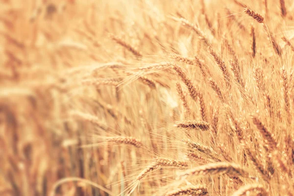 Wheat Field Ears Golden Wheat Close Grains Ready Harvest — Stock Photo, Image
