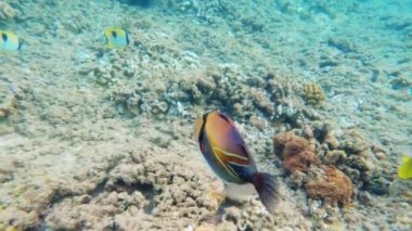 Tropik mercan resifleri. Pasifik Okyanusu 'ndaki renkli balıklarla dolu sualtı yaşamı. Hawaii Humuhumunukunukuapuaa tetikleyici balık