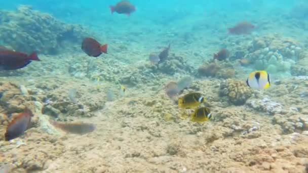 热带珊瑚礁 太平洋海底生活着五彩斑斓的鱼 — 图库视频影像