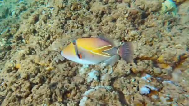 热带珊瑚礁 在太平洋的海底生活着五彩斑斓的鱼 夏威夷Humuhumunukunukuapuaa — 图库视频影像