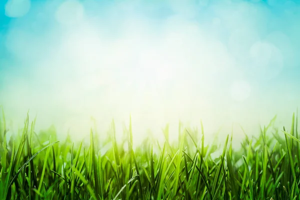 Green Grass Bokeh Effect Blue Sky Spring Meadow Background — Stock Photo, Image