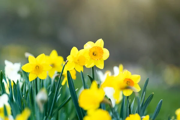 Daffodils Jardim Primavera Primavera Flores Fundo — Fotografia de Stock