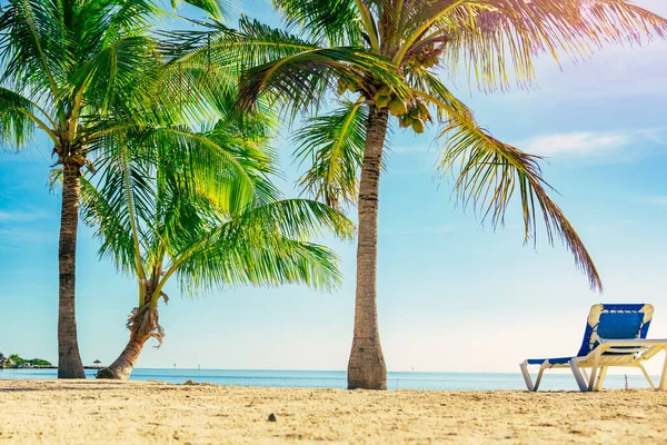 stock image Palm trees on tropical beach with sunny sky